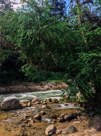 Scenic view of forest