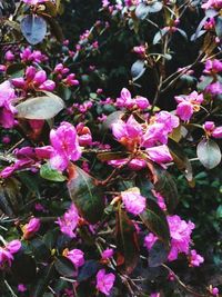 Close-up of pink flowers