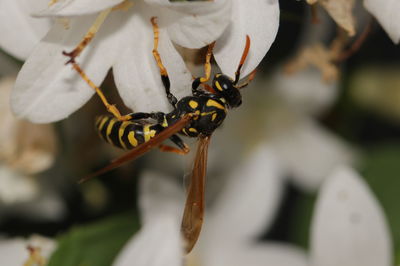 Close-up of bee