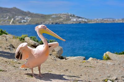 Pelican by sea against sky