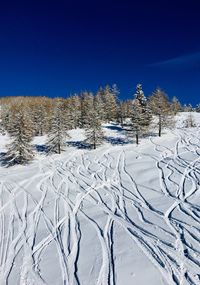 Snow covered pine trees against blue sky