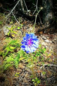 Close-up of purple flower blooming in field