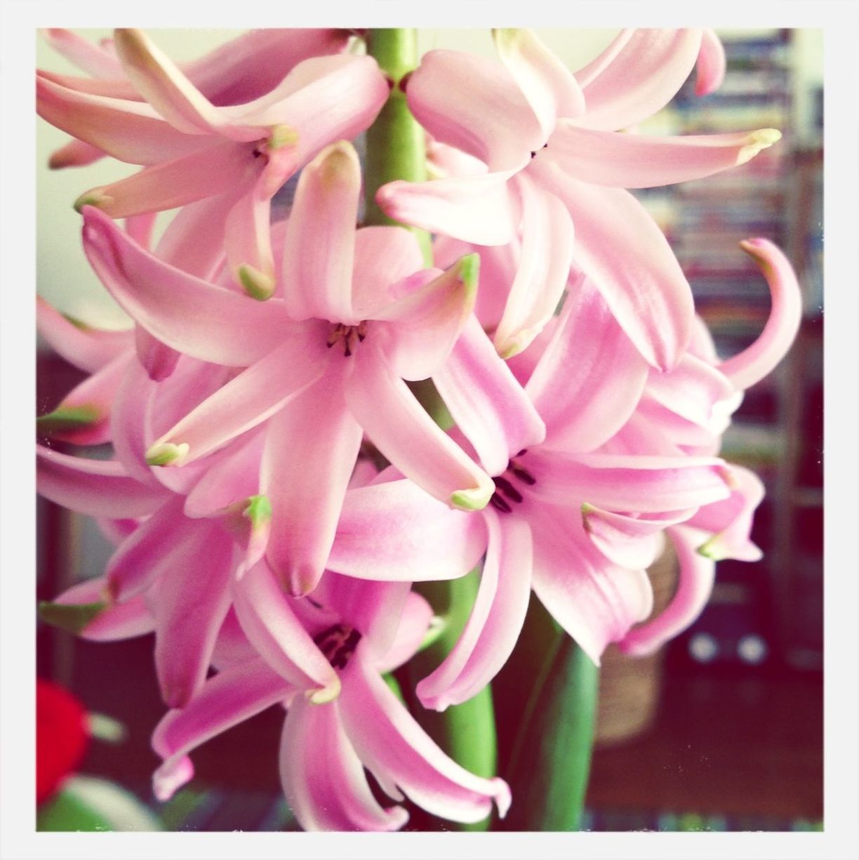 flower, freshness, petal, flower head, fragility, beauty in nature, growth, close-up, transfer print, pink color, focus on foreground, nature, blooming, auto post production filter, plant, stamen, in bloom, pollen, blossom, pink