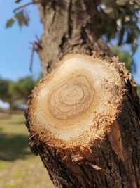 Close-up of tree trunk