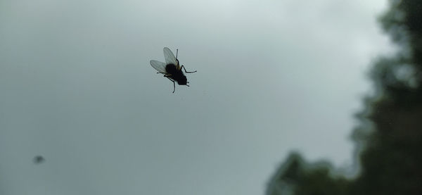 Low angle view of insect on plant