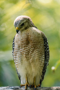 Red shouldered hawk