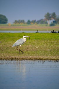 Side view of a bird in water