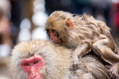 Close-up of monkeys in zoo