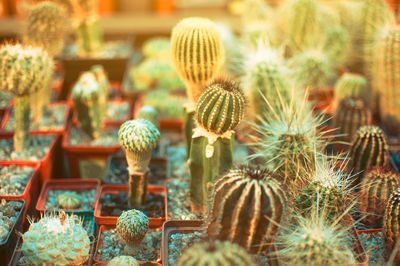 Close-up of cactus plant growing on field