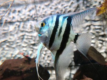 Close-up of fish swimming in aquarium