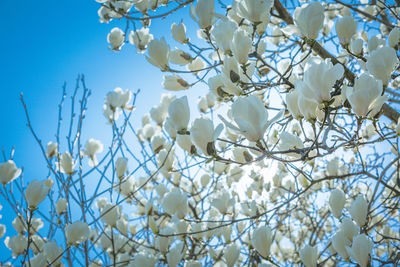 Low angle view of white flowers blooming on tree