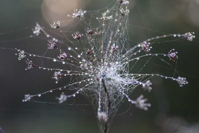 Close-up of raindrops on spider web