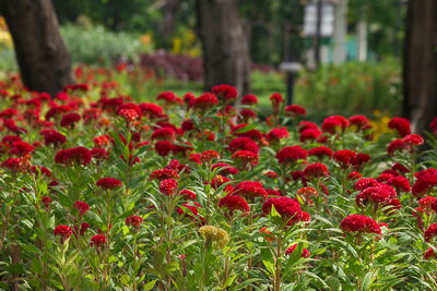 Close-up of red flowering plants