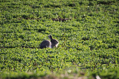 Sheep in a field