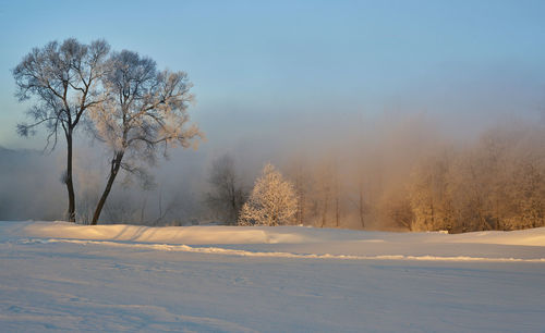 Bare trees on snow covered field against sky