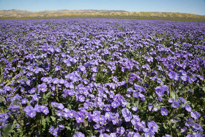 Close-up of purple flowers growing in field