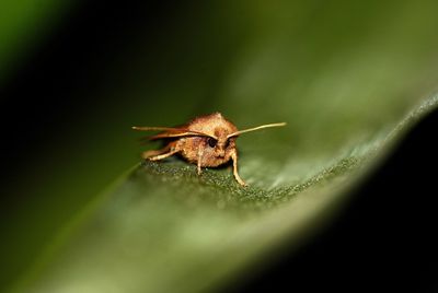 Close-up of insect on leaf