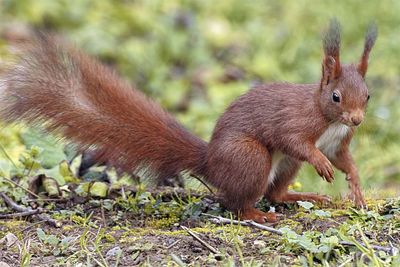 Close-up of squirrel