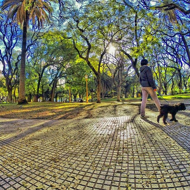 tree, pets, animal themes, domestic animals, one animal, mammal, walking, full length, rear view, dog, lifestyles, the way forward, footpath, leisure activity, men, standing, person, cobblestone