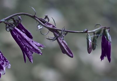 Close-up of wet purple flowering plant