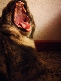 Close-up of cat yawning