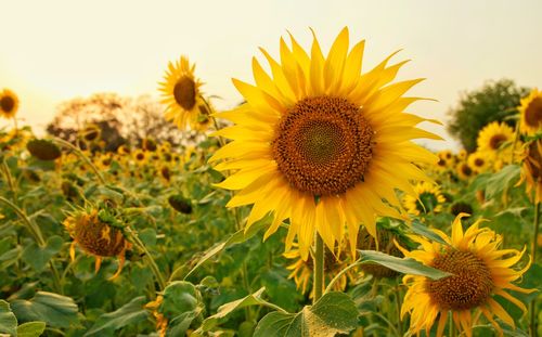 Close-up of sunflower