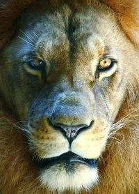 Close-up portrait of cat