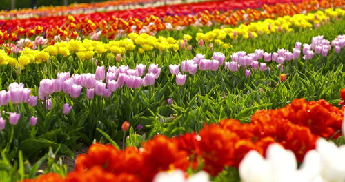 Close-up of purple crocus flowers on field