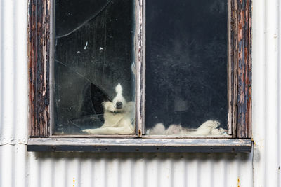 Cat looking through window