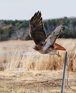 Close-up of bird in field