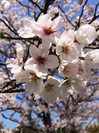 Close-up of cherry blossom