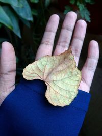 Close-up of hand on maple leaf