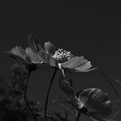 Close-up of flowers against black background