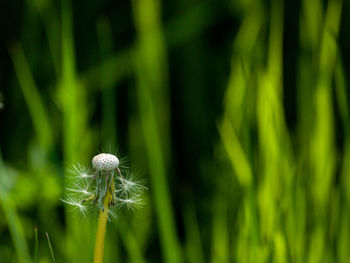 Close-up of dandelion on field