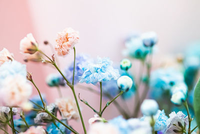 Close-up of white flowering plants