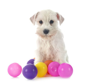 Portrait of cute puppy against white background