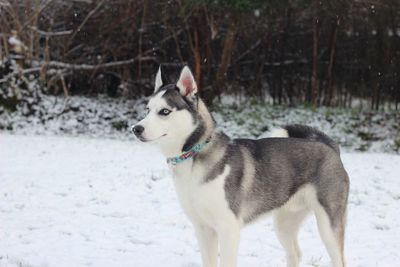 Dog on snow field