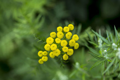 Close-up of yellow flowering plant on field
