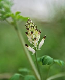 Close-up of flowers