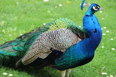 Close-up of peacock on field