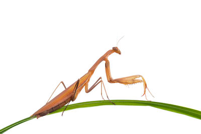 Close-up of insect against white background