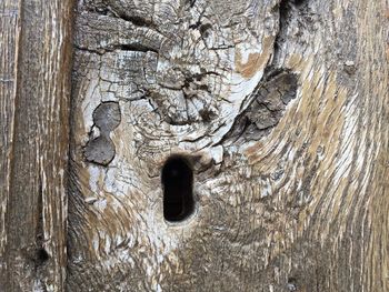 Close-up of tree trunk