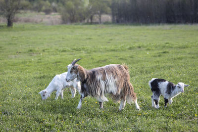 Herd of goats on the field