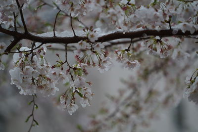 Close-up of cherry blossom