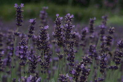 Close-up of purple flowering plants on field