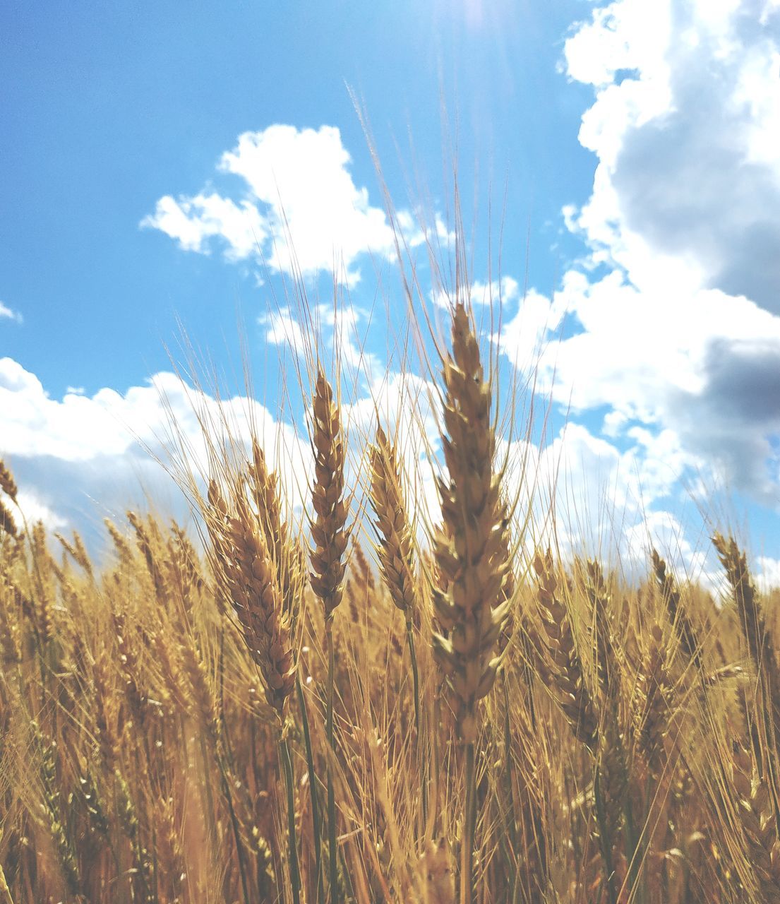 CLOSE-UP OF STALKS IN FIELD AGAINST CLOUDY SKY