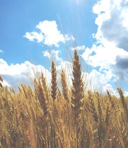 Close-up of wheat field against sky