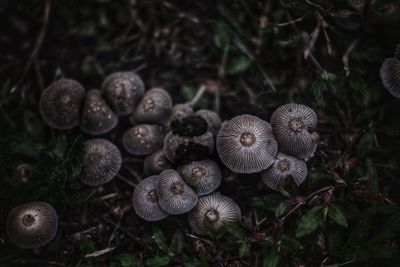 Close-up of mushrooms growing on field