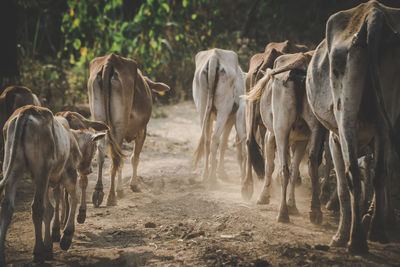 Horses in a field