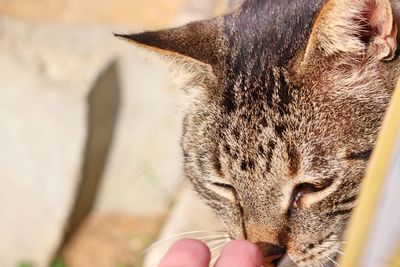 Close-up of cat